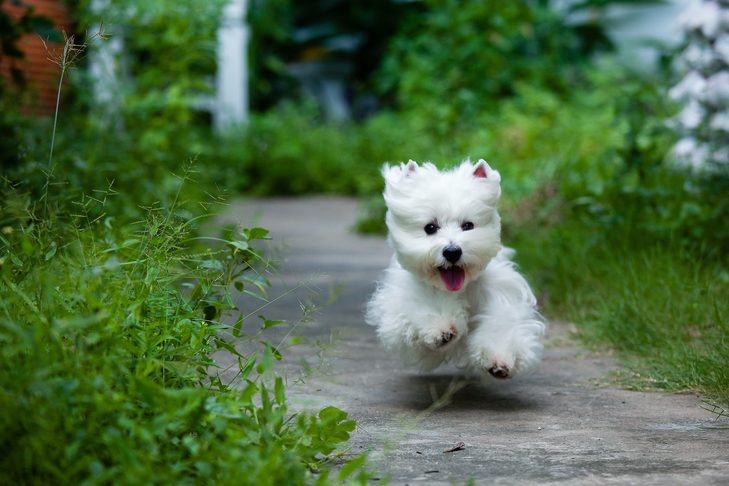 Lembrete confiável: dicas e truques para treinar seu cão para vir quando chamado