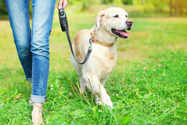 O que fazer se seu cão sair da coleira