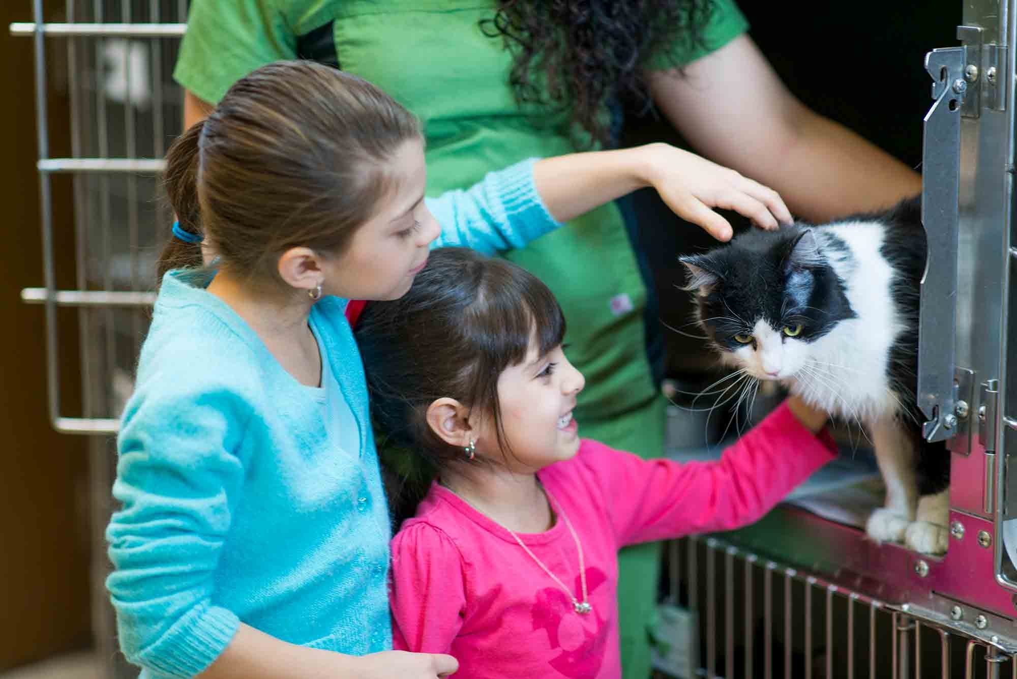 Cuidados para gatos