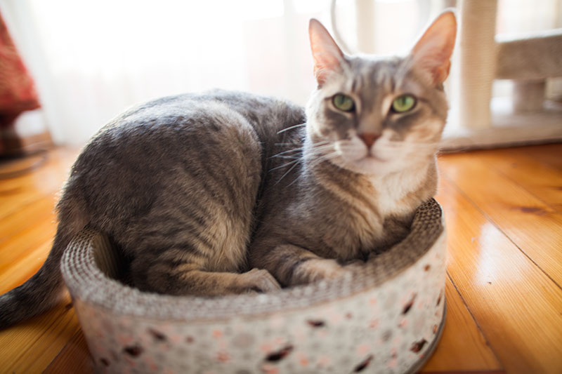 Arranhadores de gato de papelão: um presente que um gato vai gostar mais do que a caixa!