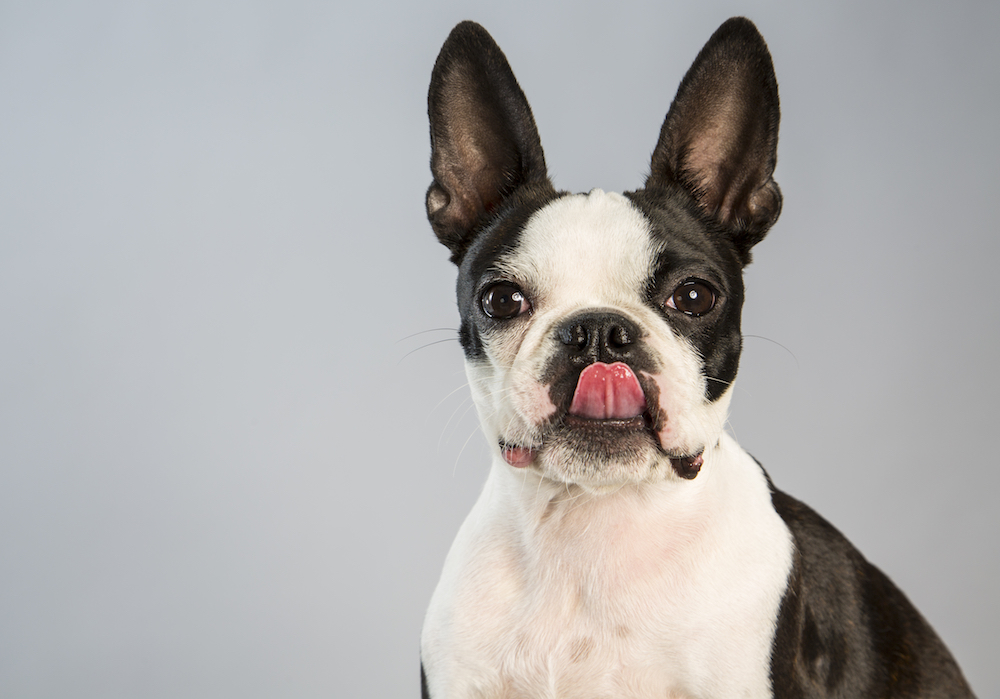 Cães podem comer alho?  Nós temos a resposta – American Kennel Club