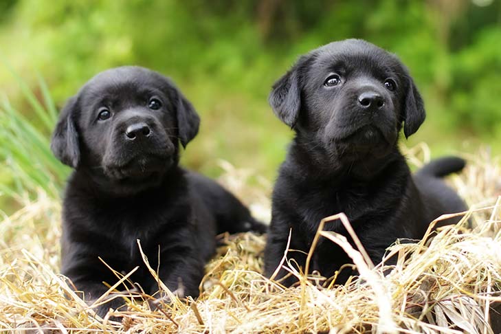 Cães podem ter gêmeos idênticos?