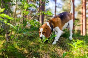 Como liberar o super olfato do seu cão – American Kennel Club