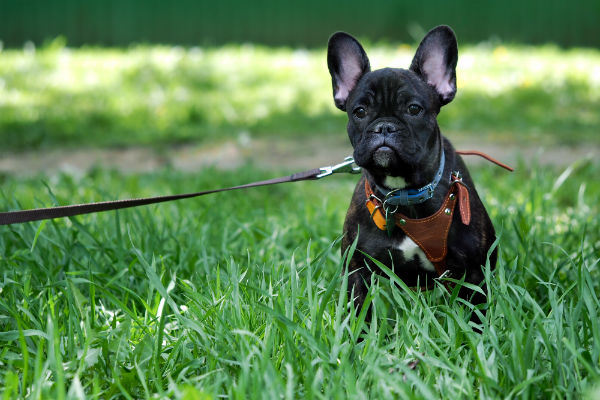 Como treinar os limites de um filhote de cachorro: rotina de treinamento de filhotes