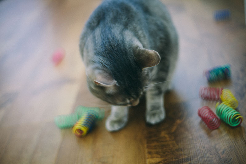 Por que os gatos mastigam plástico?  É perigoso?  Posso fazer meu gato parar?