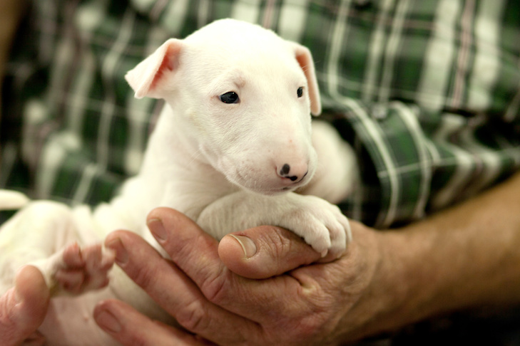 9 perguntas para fazer ao seu criador em potencial – American Kennel Club