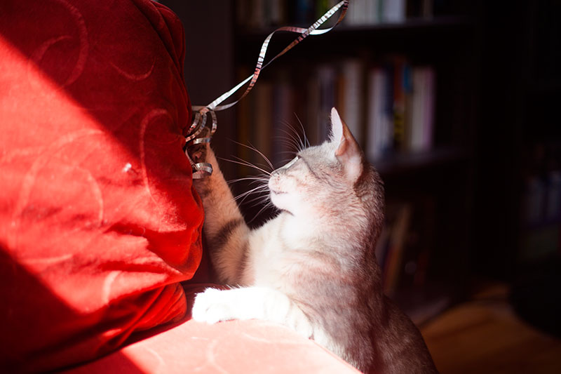 Existe um sofá à prova de gatos?  Melhores materiais para garras, acidentes e peles