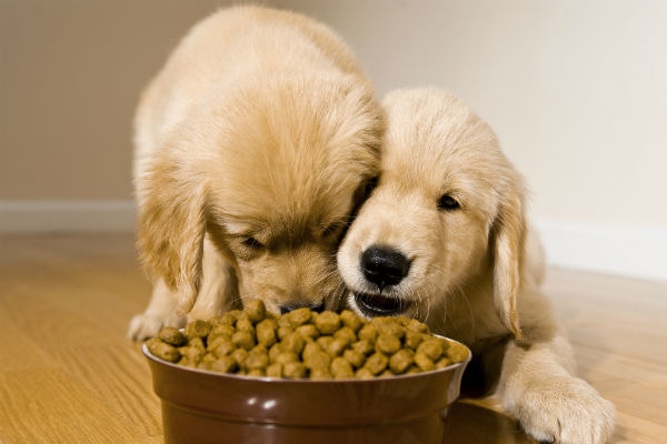 Certos alimentos podem tornar seu cão mais inteligente?  – American Kennel Club