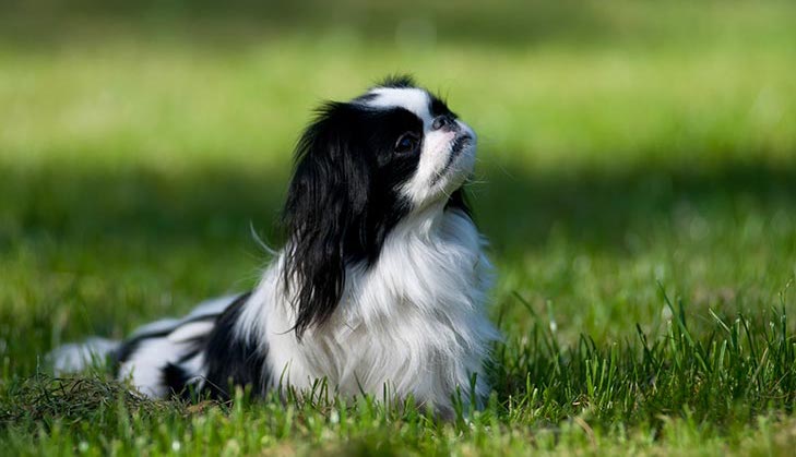 Por que os cães tentam comer abelhas?  O que fazer se os cães comem abelhas