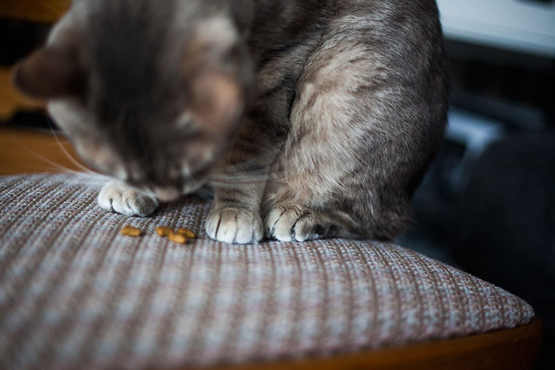 Os gatos mastigam a comida?  Meu gato não e estou preocupado: o que posso fazer?