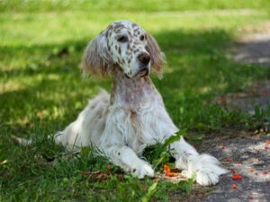 Nutrição do cão: o que e quanto alimentar meu cão