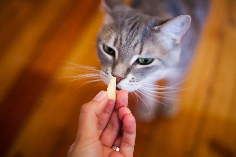 Os gatos podem comer queijo com segurança?  Quais tipos?  Cheddar, Cottage, Creme, Feta?