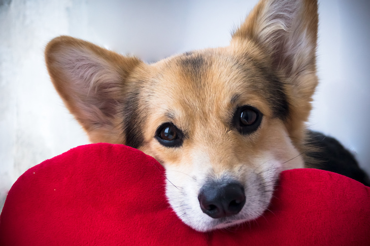 Dicas de segurança para o dia dos namorados para o seu cão