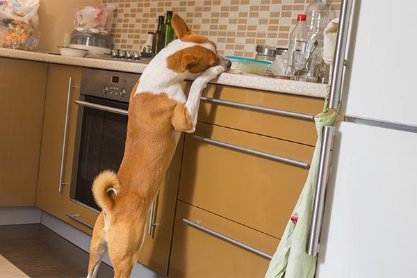 Cachorro roubando comida: como impedir que seu cachorro roube comida