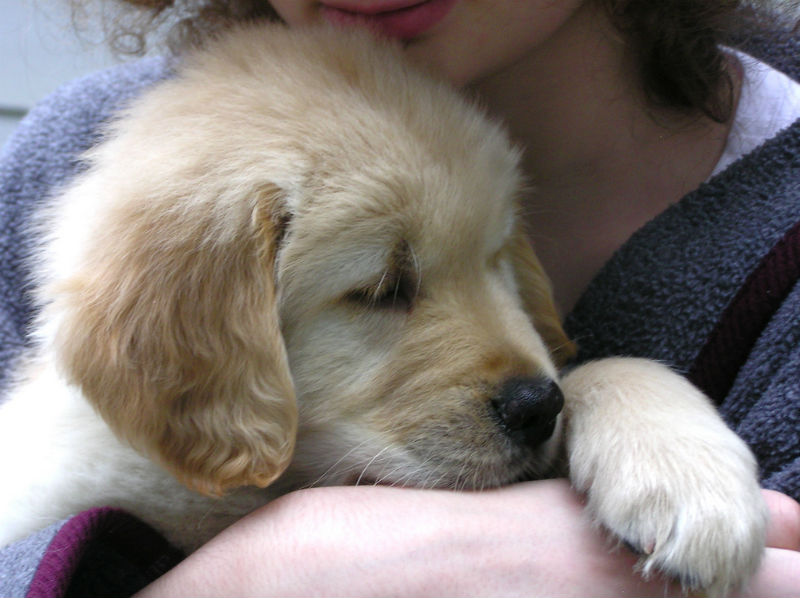 Trazendo um cachorrinho para casa: Dicas para trazer um novo cachorrinho para casa