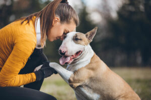 8 maneiras de ajudar seu cão com excesso de peso – American Kennel Club