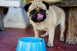 Os fatos sobre comida natural para cães – American Kennel Club