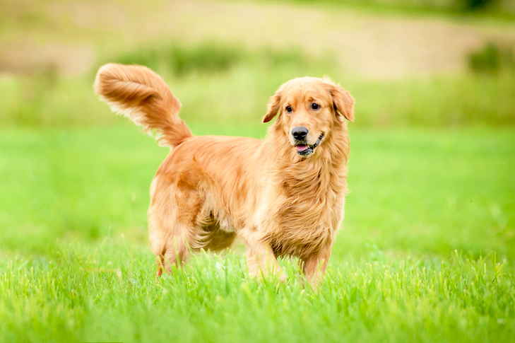 Como preparar um Golden Retriever: Mantendo Goldens em 14-K Gold Grooming