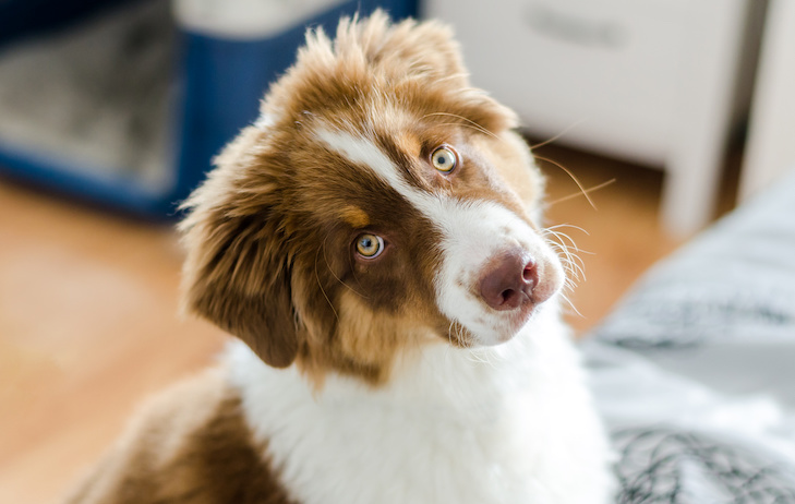 Como parar de latir e lamentar o cachorro quando deixado sozinho