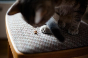 Problemas digestivos felino?  Alimentos para gatos de estômago sensível (molhados/secos) que você pode experimentar