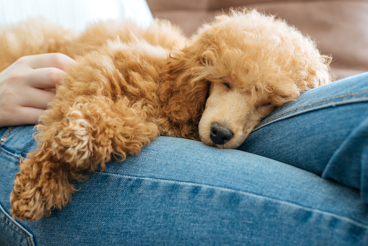 COVID-19 e o sono dos cães: rotinas pandêmicas podem estar estressando os caninos