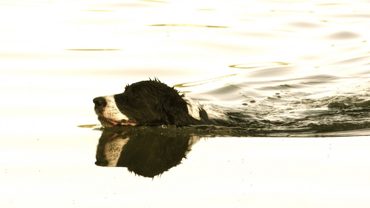 Informações sobre filhotes – American Kennel Club