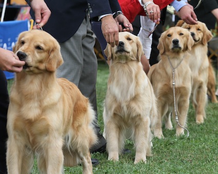 Como encontrar um filhote de Golden Retriever de qualidade – American Kennel Club