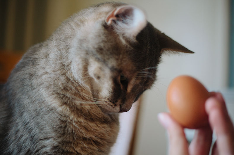 Gatos podem comer ovos e gemas?  Esquerda Crua?  Cozido Mexido?  Cozido duro?