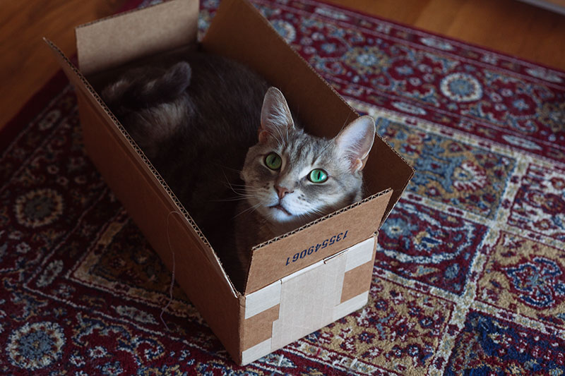 Gatinhos + Caixas?  Match Made in Heaven: Cat Toy Boxes & Cubed Cat Things