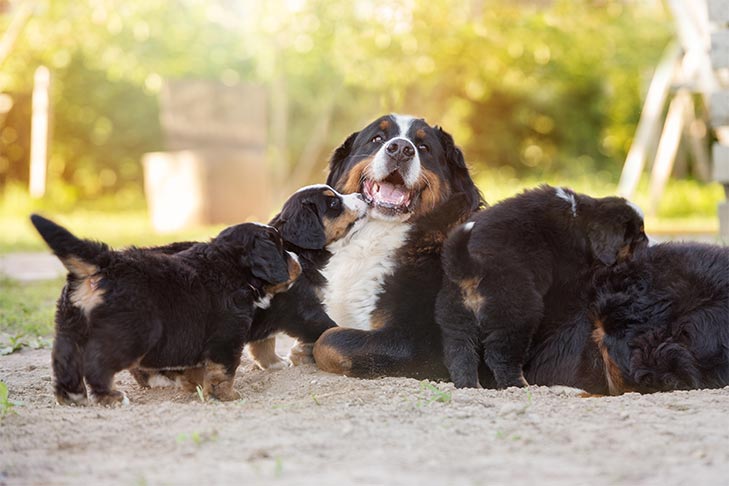 Preservando uma linhagem: passos inteligentes para lidar com a piometra canina