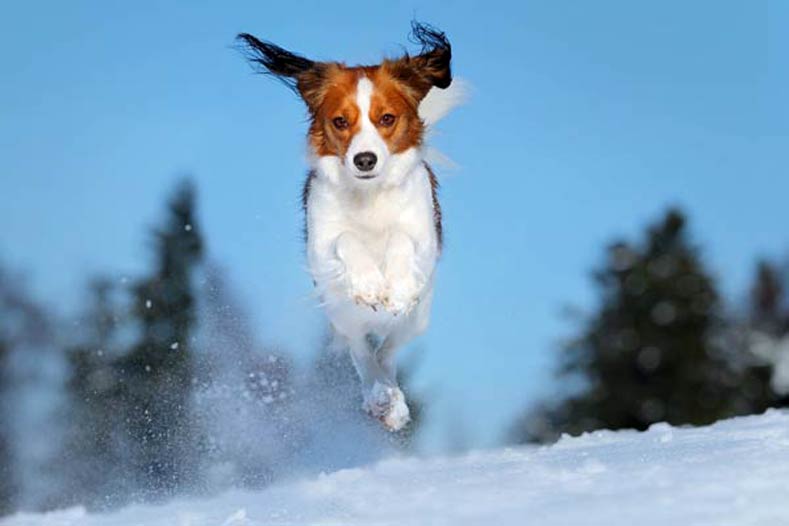 Atividades de inverno exclusivas para cães