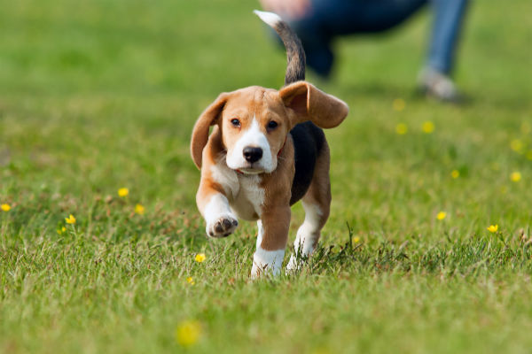 Como treinar um cão para vir: dicas de treinamento de cães