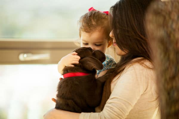 Três razões para colocar um microchip em seu cão – American Kennel Club