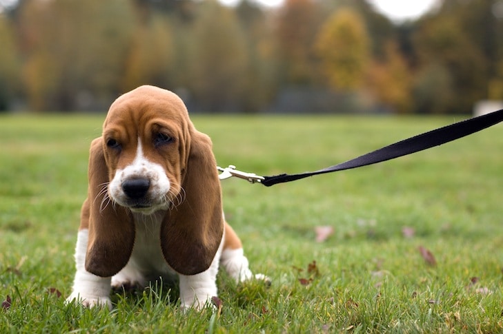 Treine seu filhote de cachorro em 5 etapas fáceis