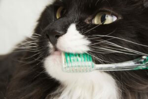 Acima e além: cuidados dentários e vitalidade para gatos