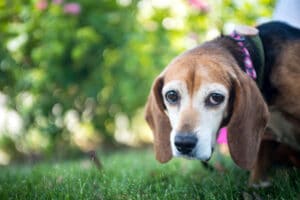 Cães idosos podem ter Alzheimer?