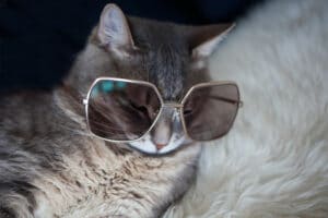 Para gatinhos kickass com personalidades poppin ': nomes de gatos legais (masculino/feminino)