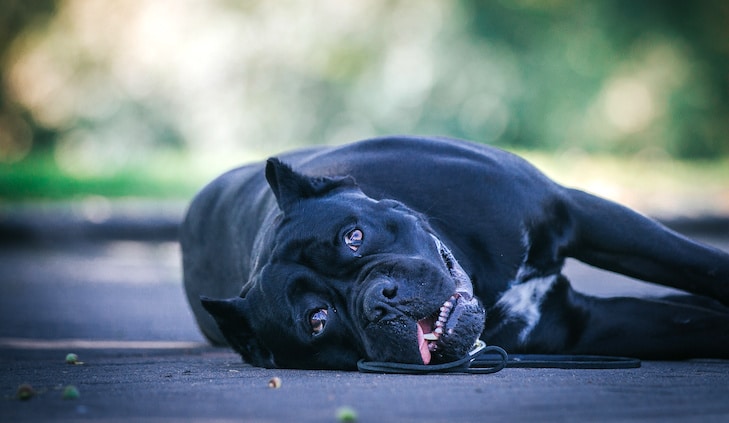 Pancreatite em cães – sintomas, causas e tratamento