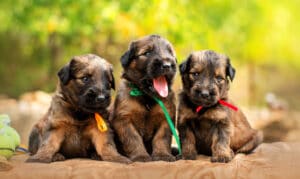 Qual é a melhor idade para trazer seu novo cachorro para casa?  – American Kennel Club