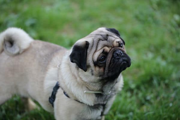 Os cães podem comer aspargos?  – American Kennel Club