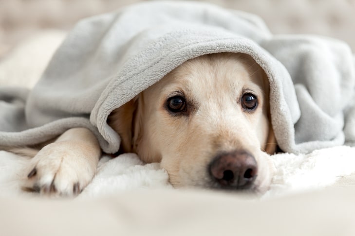 Como manter seu cão aquecido sem energia