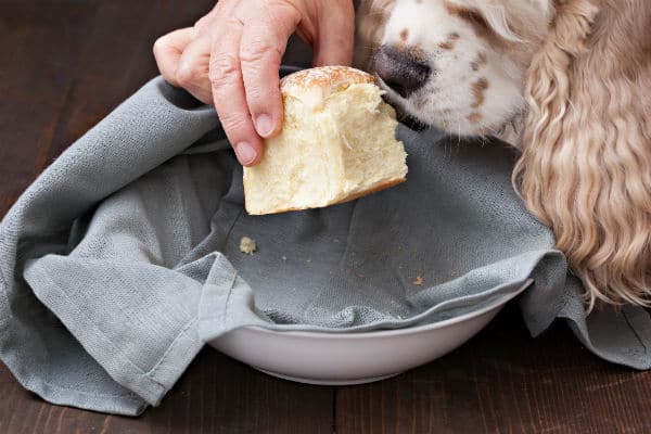 Cães podem comer pão?  – American Kennel Club