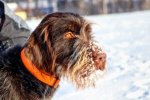 Cães podem ficar resfriados?