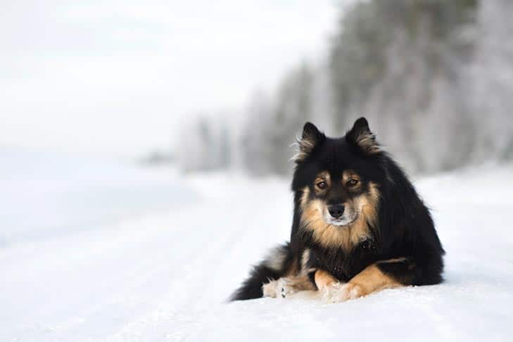 Hipotermia em cães: quão frio é muito frio?