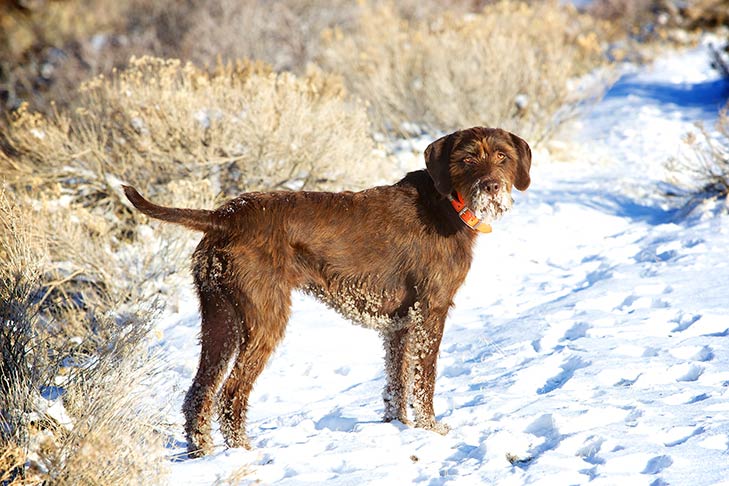 Os cães podem obter Frostbite?