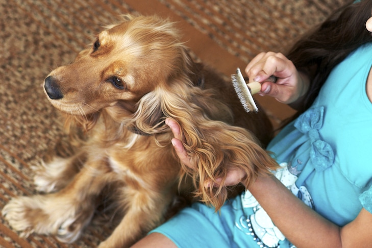 Por que meu cachorro não gosta de ser escovado?