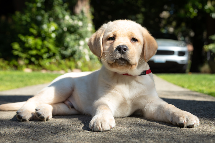 Como preparar um labrador retriever