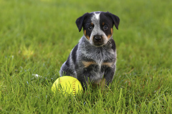 Proteção de recursos em filhotes: como parar a proteção de recursos em cães