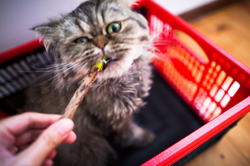 Brinquedos de mascar para gatinhos e gatos adultos que gostam de mastigar