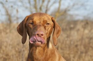 Cães podem comer nozes?  – American Kennel Club